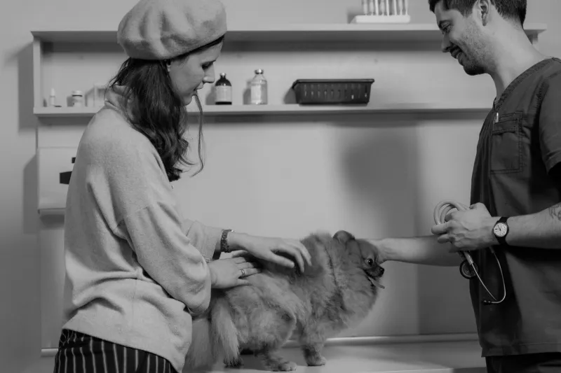 Protéger votre animal de compagnie : le guide complet pour choisir une assurance santé vétérinaire adaptée à votre budget